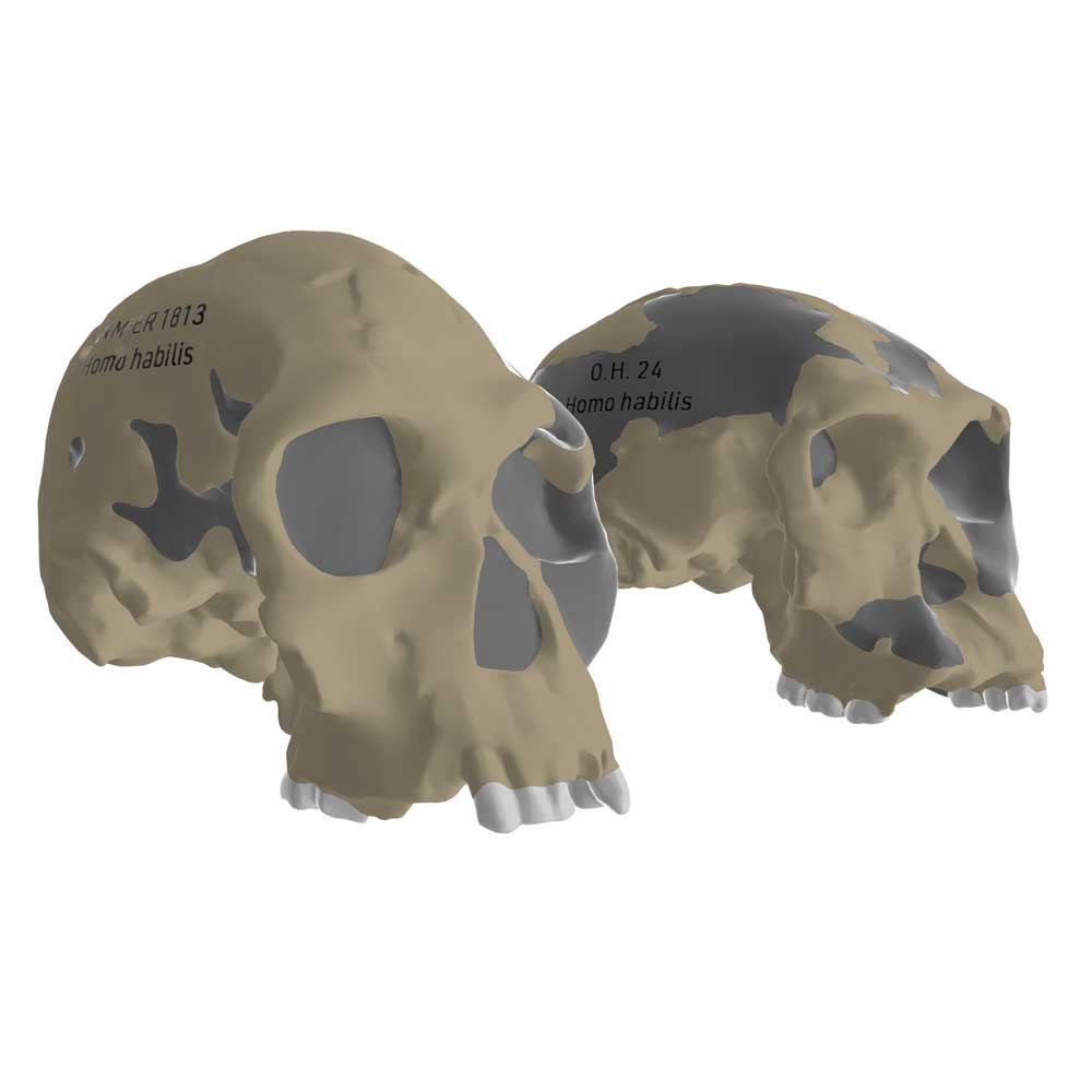 Illustration showing two crania of Homo habilis