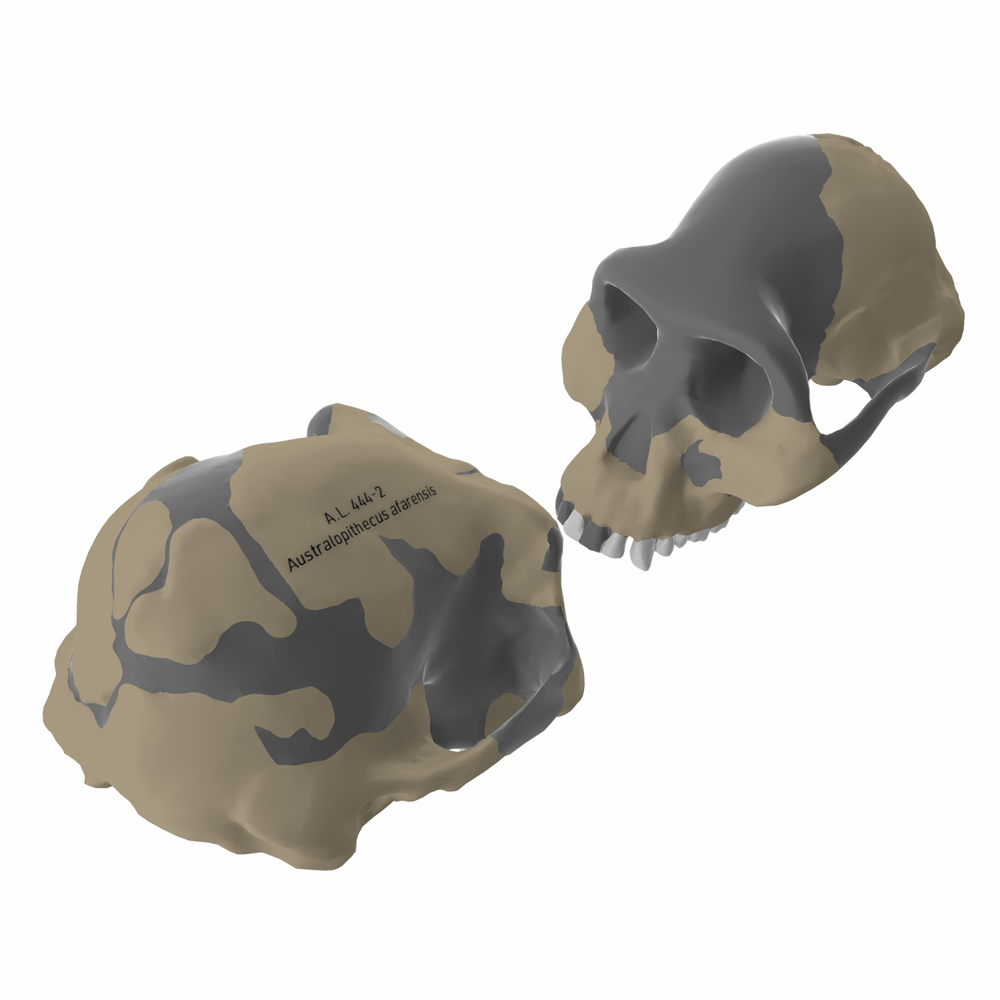 Australopithecus afarensis crania in virtual lab