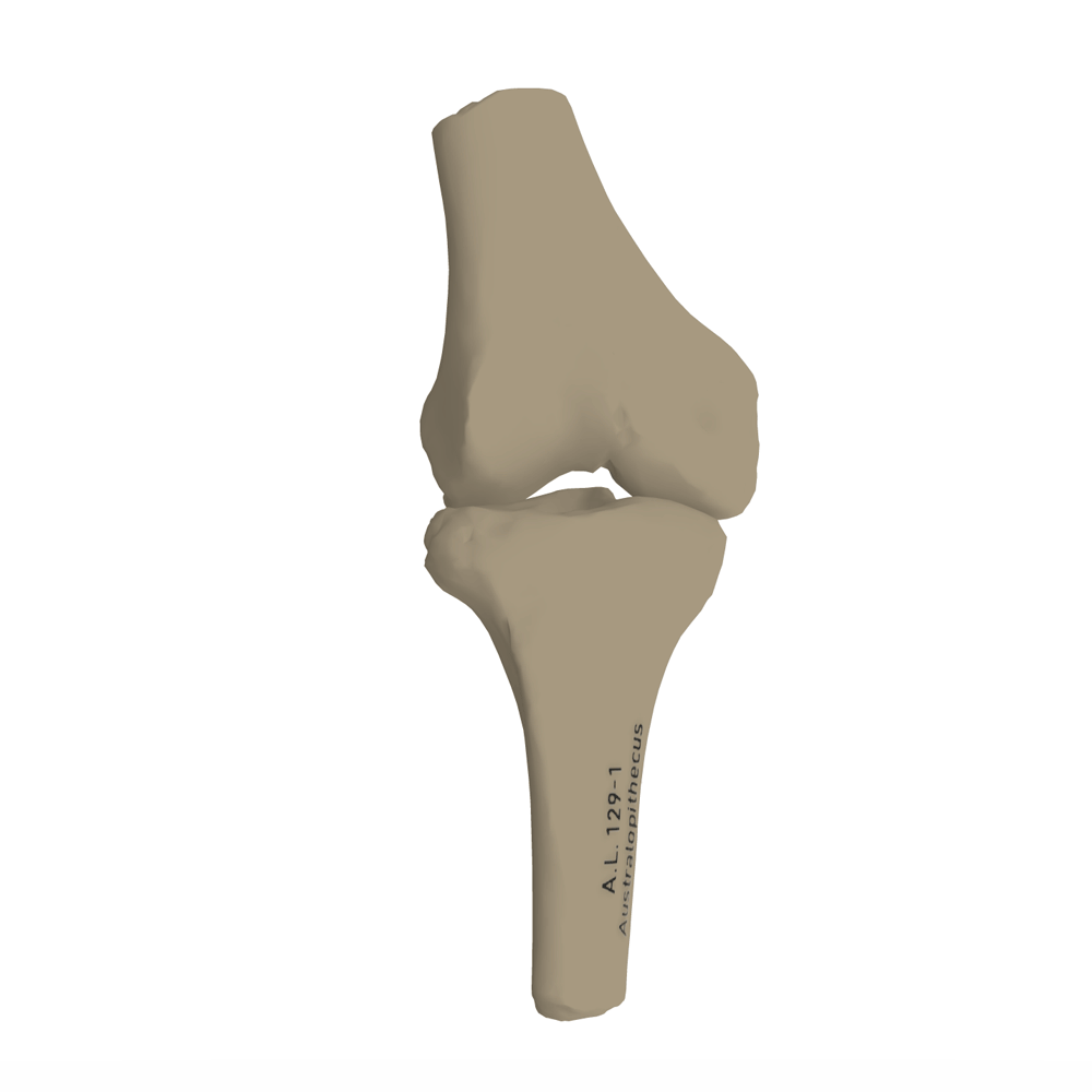 AL 129-1 femur and tibia