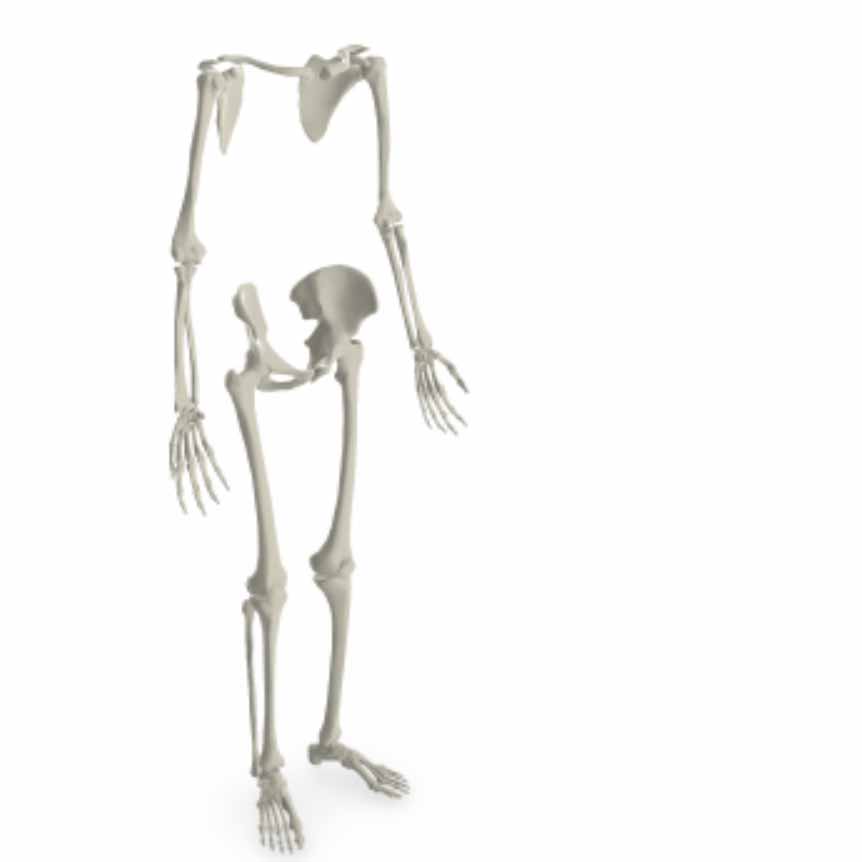Screenshot of appendicular skeleton from Regions of the Skeleton virtual lab