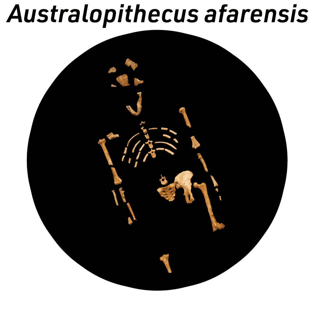 Lucy skeleton as representative of Australopithecus afarensis