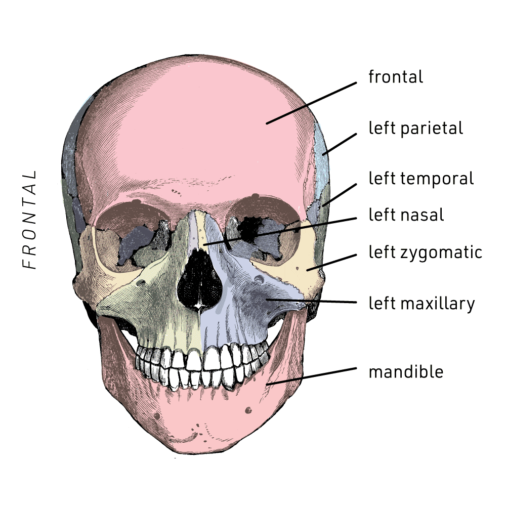 the joints between cranial bones of the skull are called