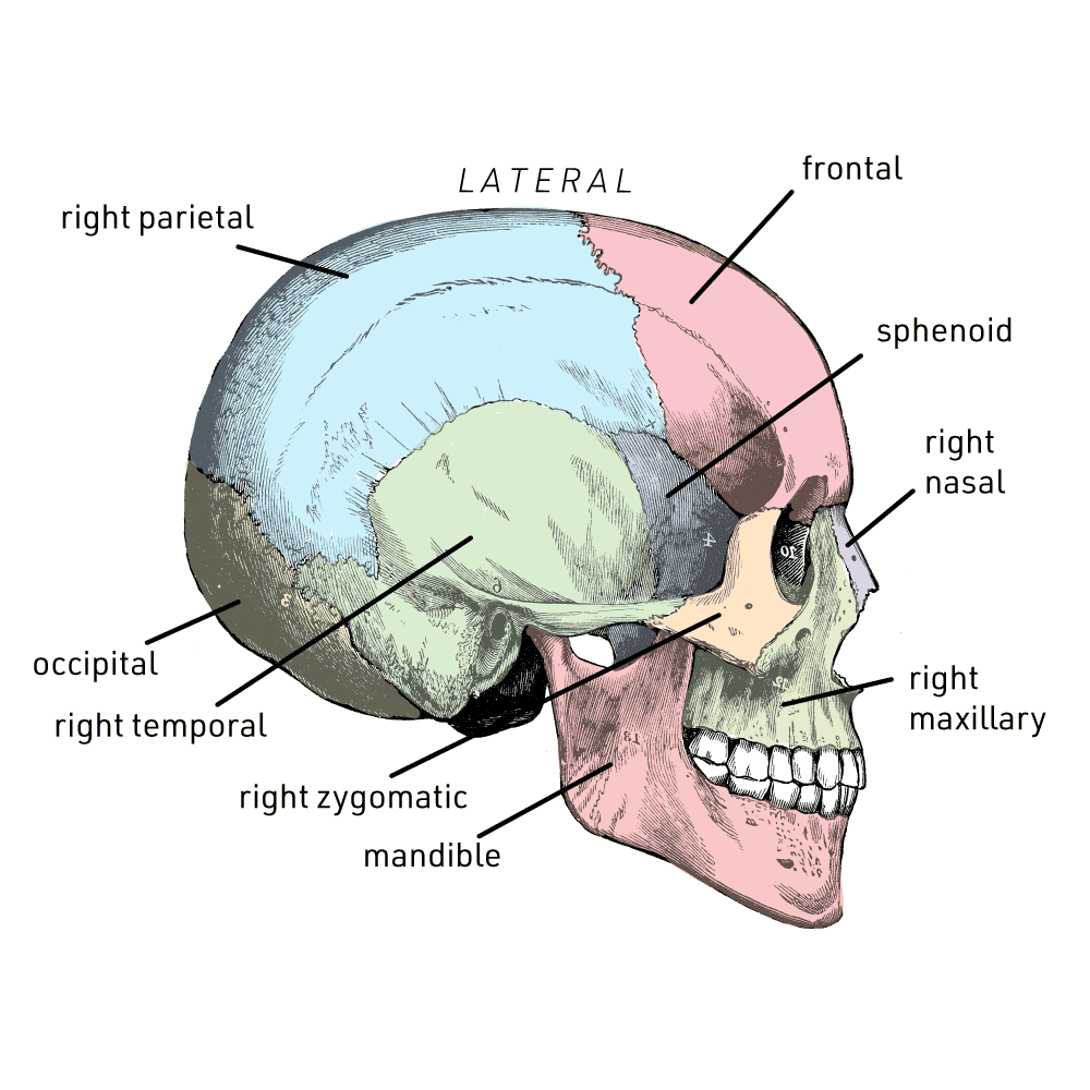 Floor Of Skull Labeled Diagram Side View | Viewfloor.co