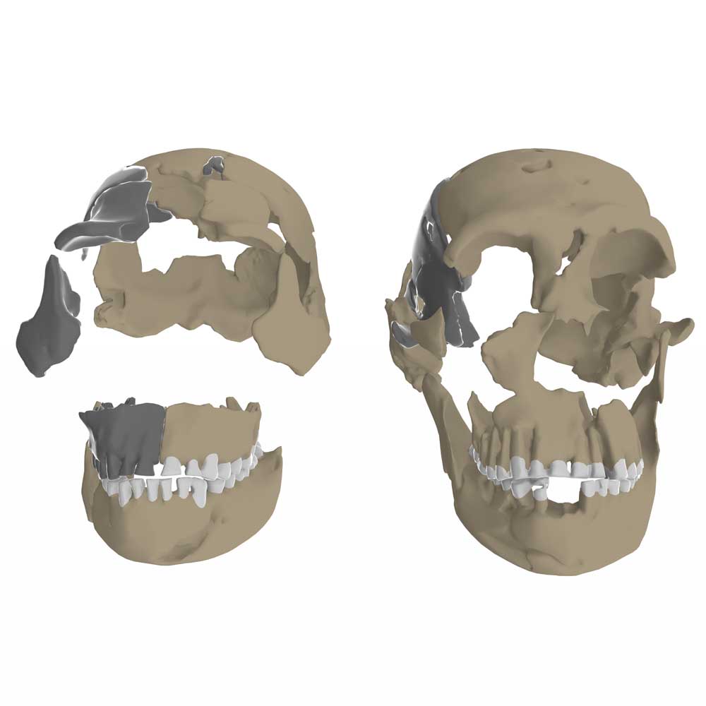DH1 skull next to LES1 skull