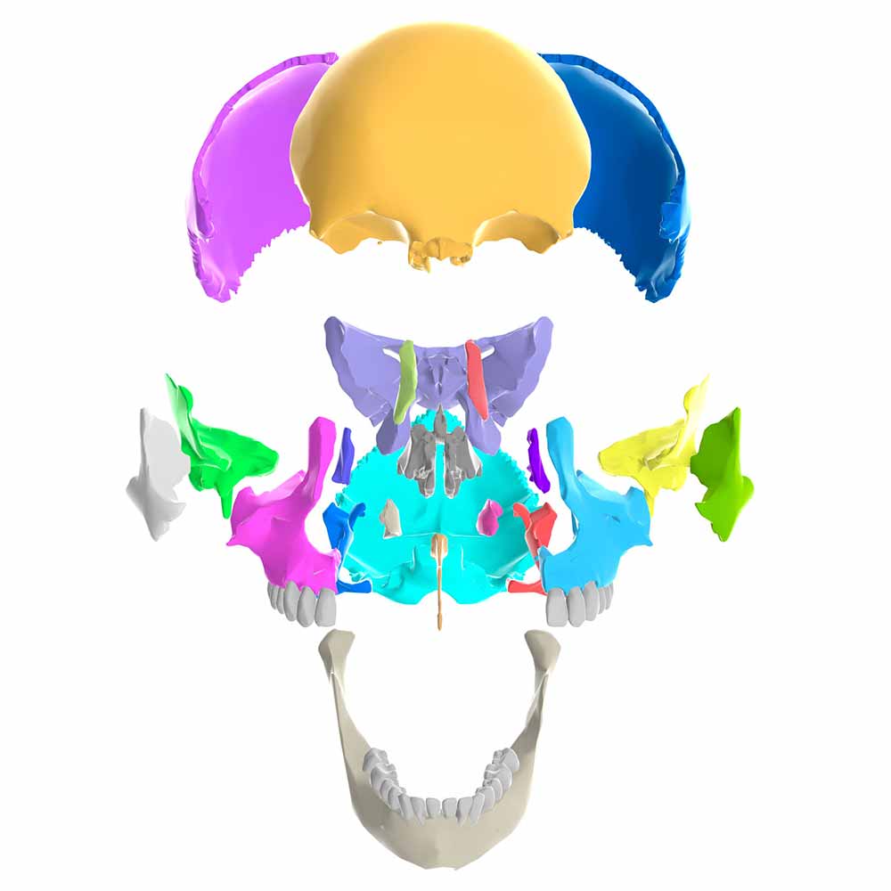 Exploded skull with colored cranial bones from virtual lab on Regions of the Cranium