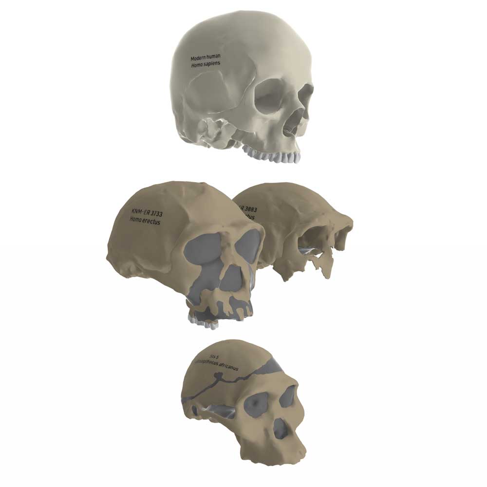 Screenshot of virtual lab with crania of African Homo erectus