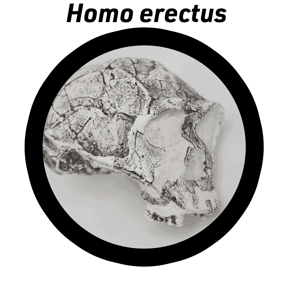KNM-ER 3733 skull in Homo erectus graphic