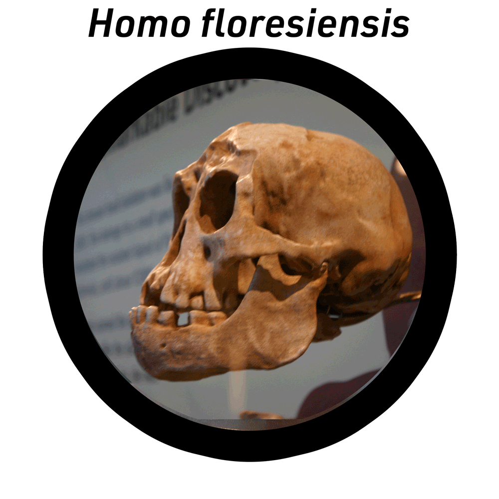 LB1 skull in Homo floresiensis graphic