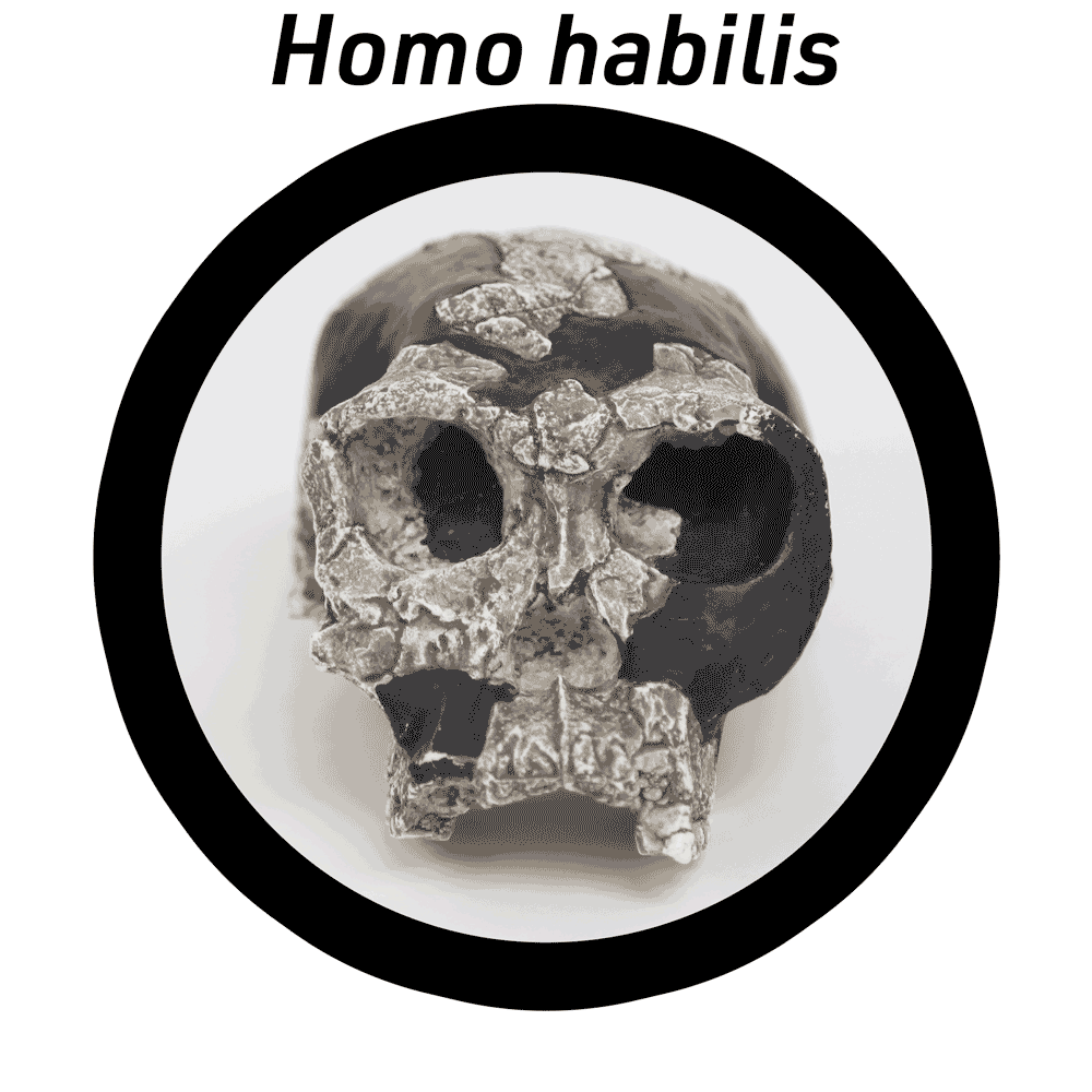 OH 24 skull in Homo habilis graphic