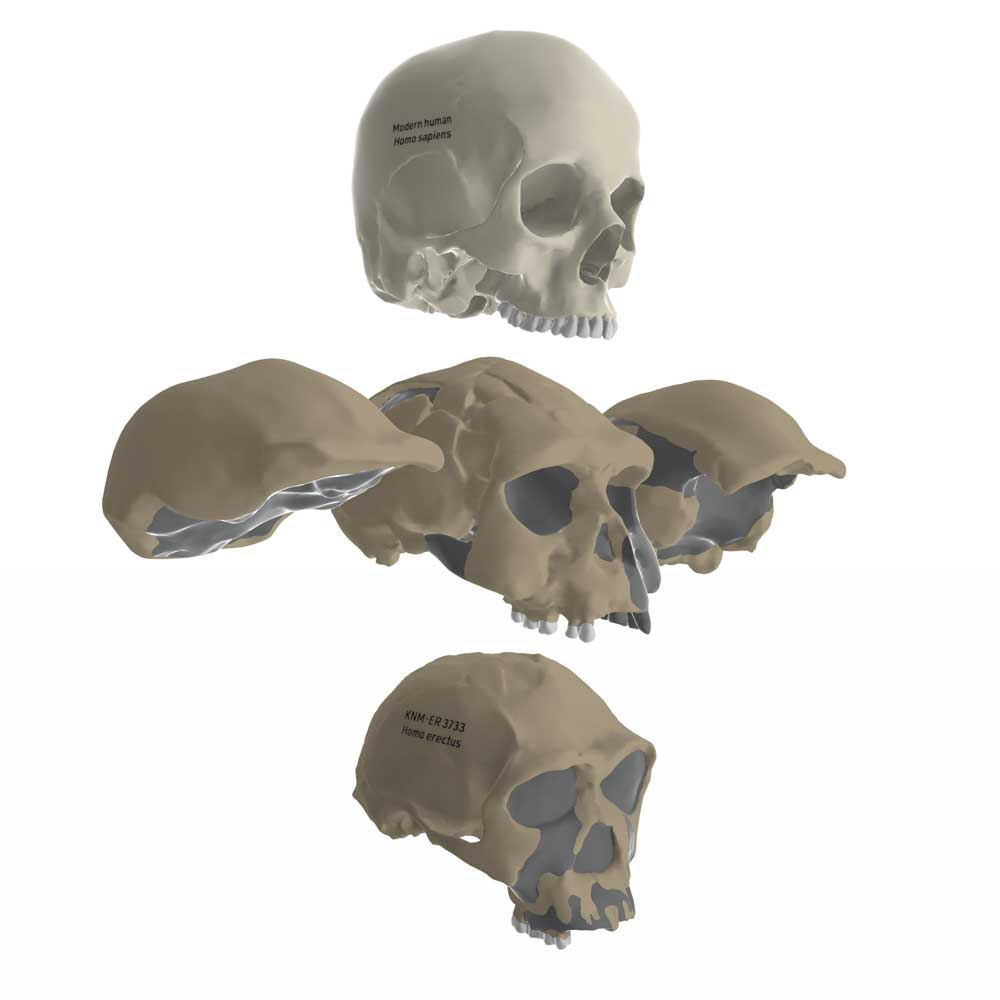 Screenshot of virtual lab with Indonesian H. erectus crania