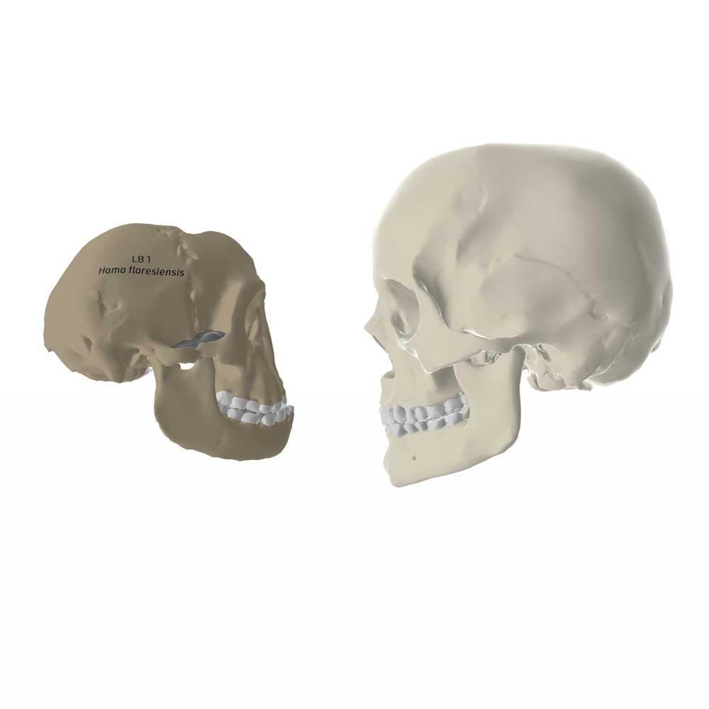 LB1 skull and modern human skull