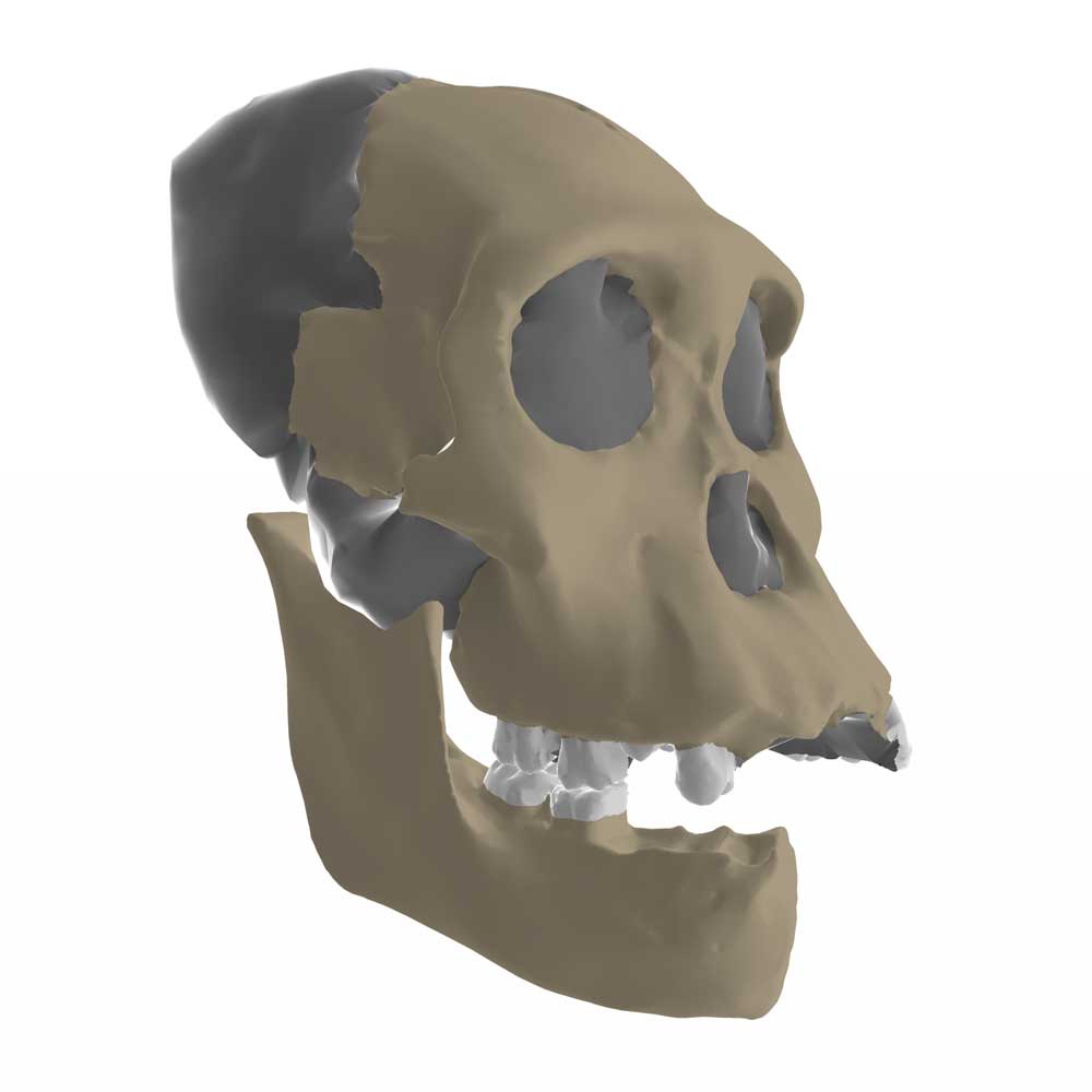 MH1 cranium
