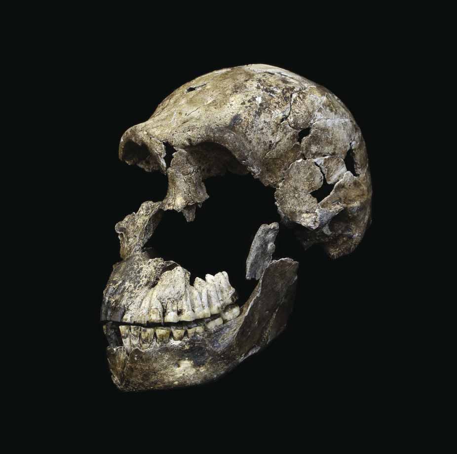 LES1 skull, in three-quarter view