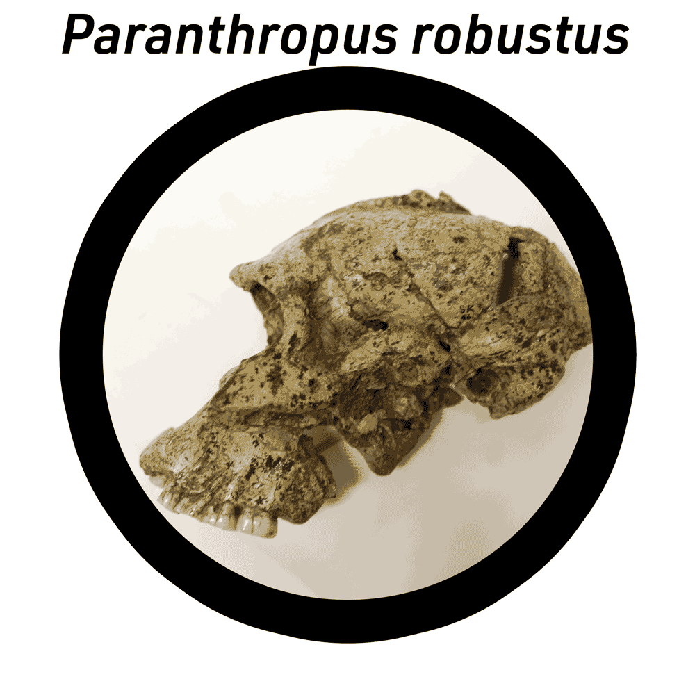 Paranthropus robustus</em> featuring SK 46.