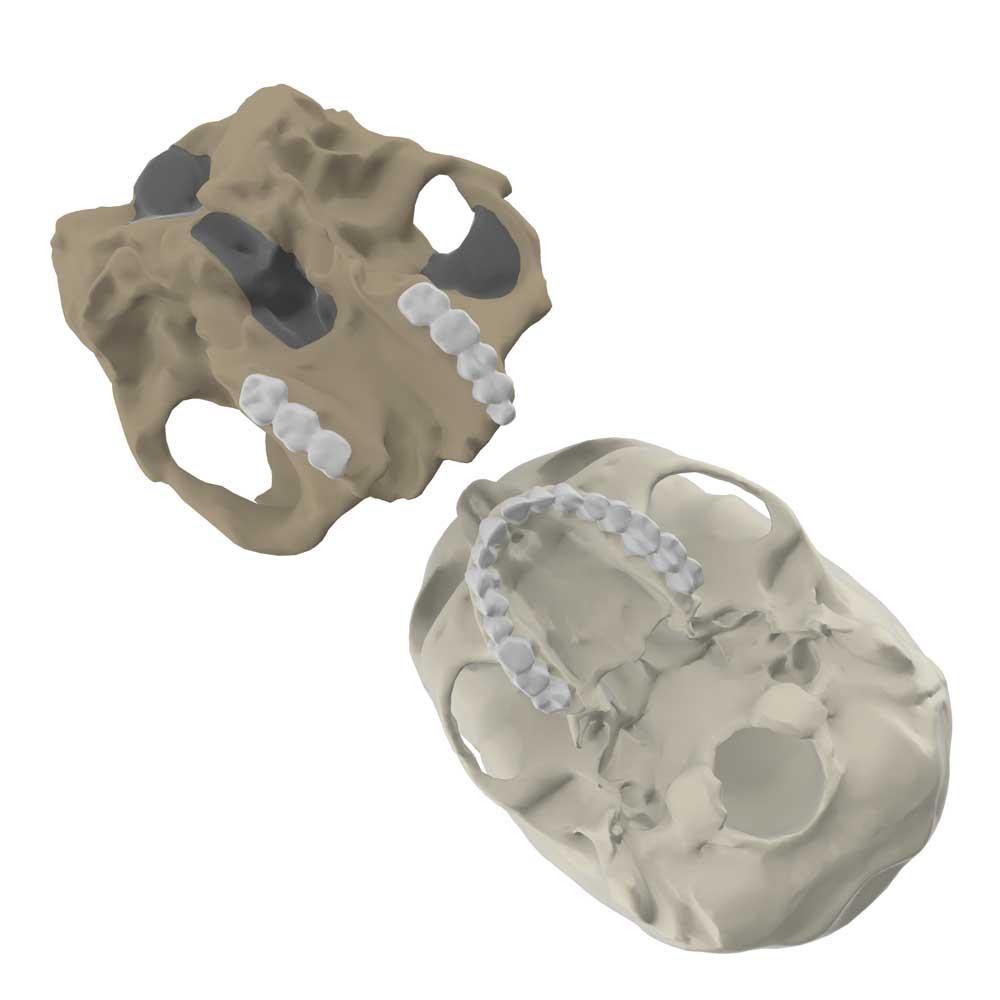 SK 48 cranium compared to a modern human