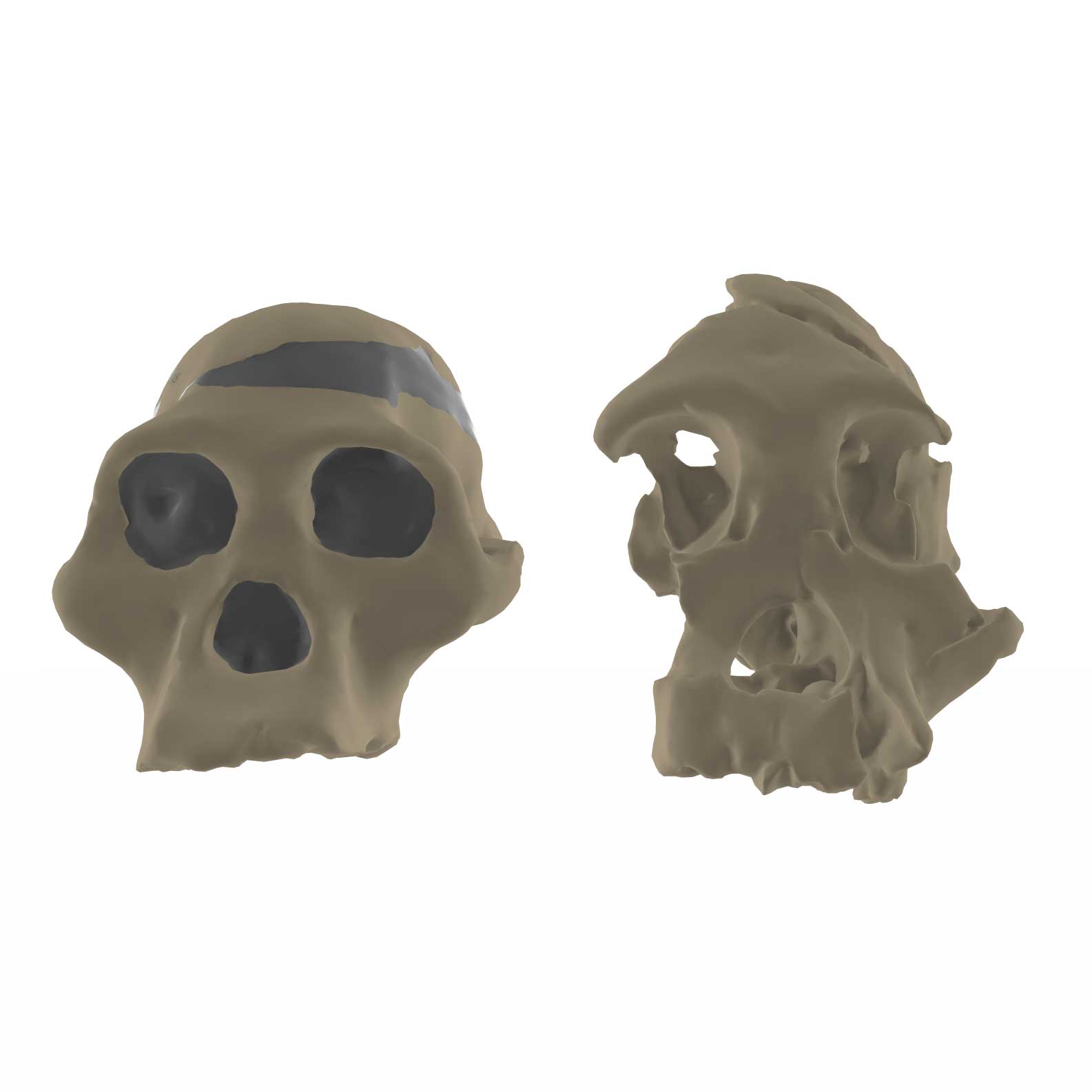 Sts 5 skull next to Stw 505 skull