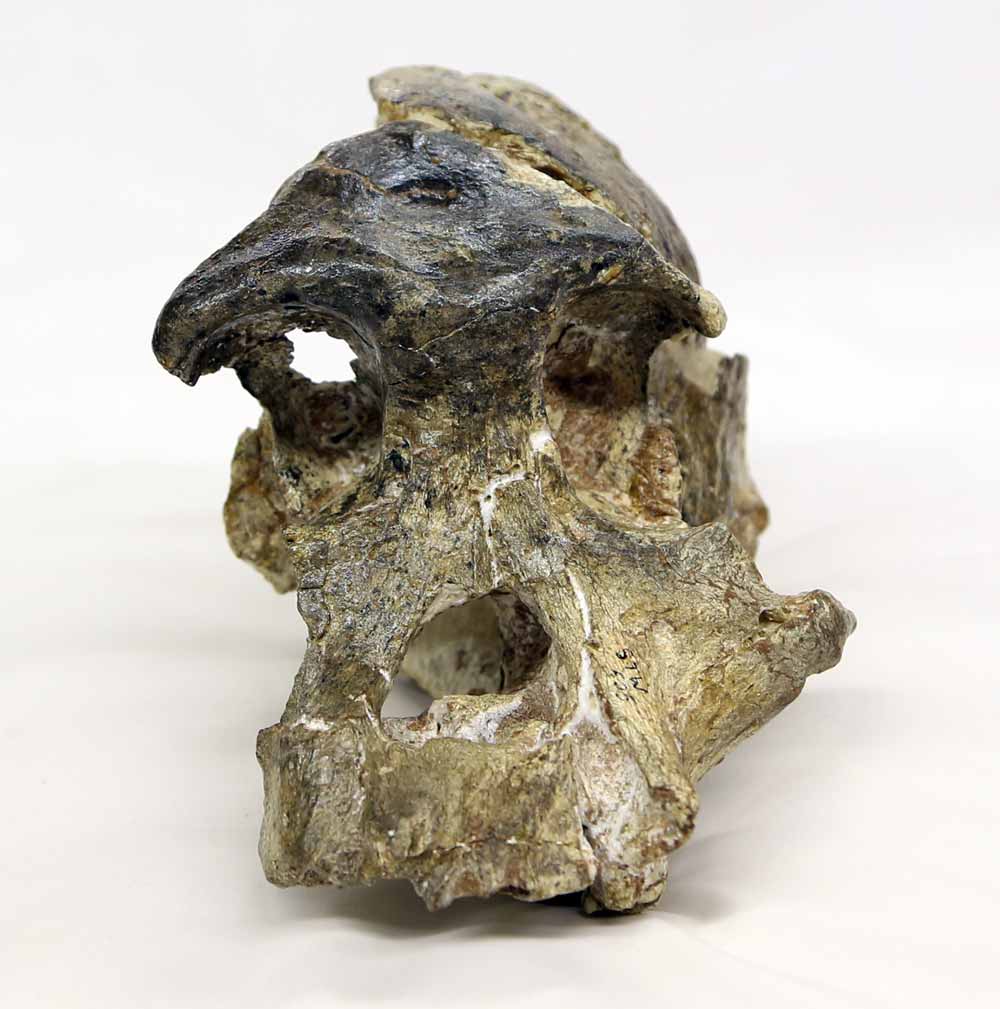 Stw 505 skull from Sterkfontein