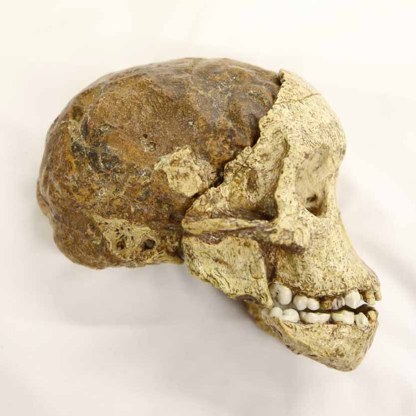 The Taung skull, in right lateral view
