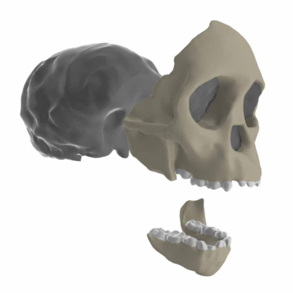 Taung skull exploded in virtual lab screenshot