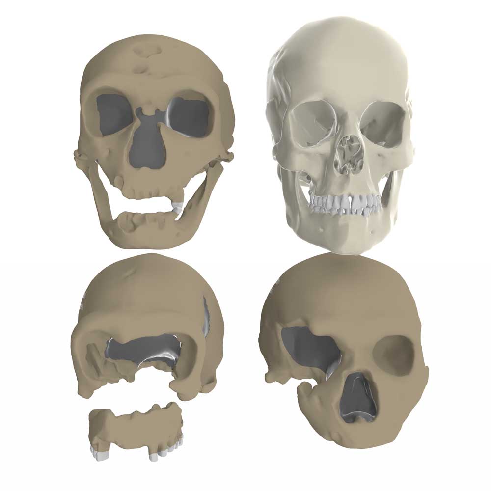 Four crania including three Neandertals